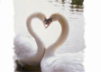 Swan Heart